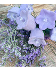 Oli & Carol Cindy the Bellflower (Min. of 2 PK, multiples of 2 PK)