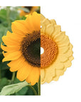 Oli & Carol Sun the Sunflower (Min. of 2 PK, multiples of 2 PK)