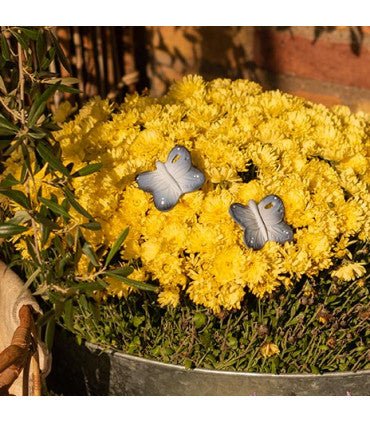 Oli & Carol Blues the Butterfly (Min. of 2 PK, multiples of 2 PK) - MAIGHAN DISTRIBUTION CANADA