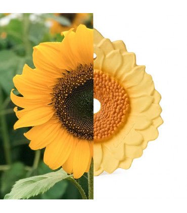 Oli & Carol Sun the Sunflower (Min. of 2 PK, multiples of 2 PK) - MAIGHAN DISTRIBUTION CANADA