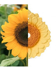 Oli & Carol Sun the Sunflower (Min. of 2 PK, multiples of 2 PK) - MAIGHAN DISTRIBUTION CANADA